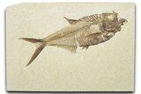 Detailed Fossil Fish (Diplomystus) - Wyoming #345395-1
